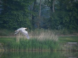 Competities HSV Alfheim